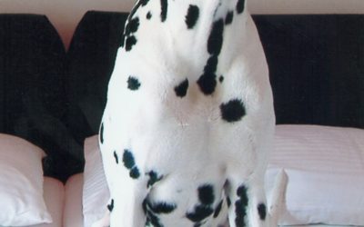 Pongo